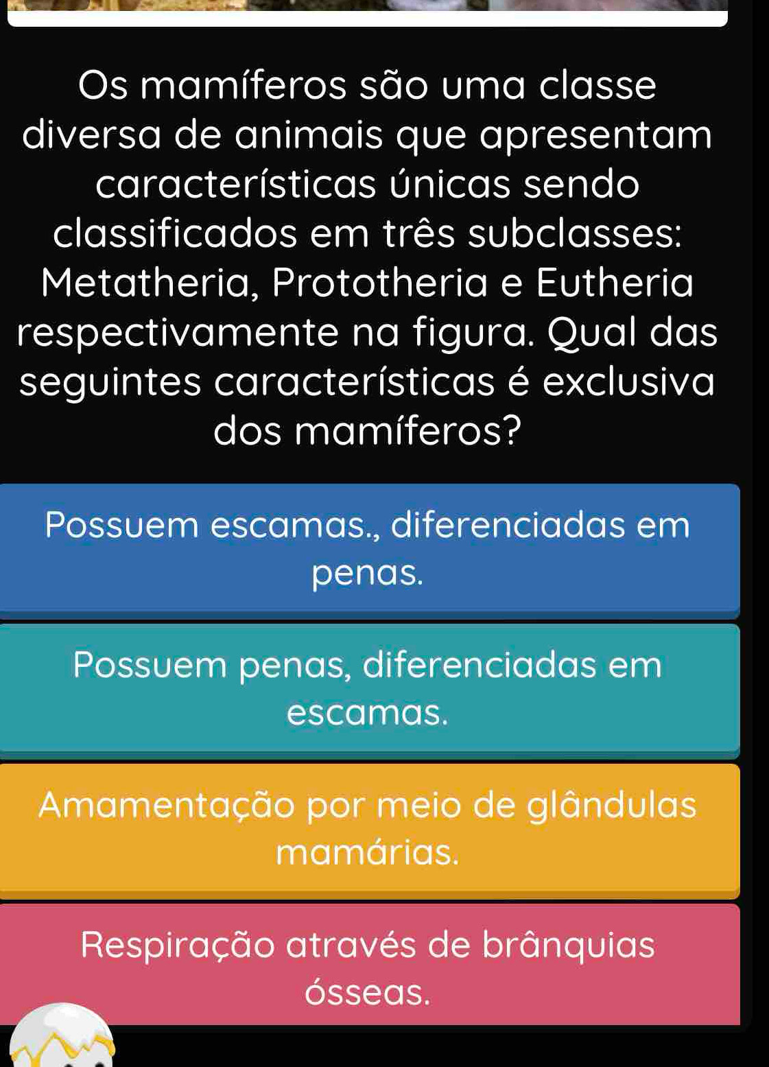 Os mamíferos são uma classe
diversa de animais que apresentam
características únicas sendo
classificados em três subclasses:
Metatheria, Prototheria e Eutheria
respectivamente na figura. Qual das
seguintes características é exclusiva
dos mamíferos?
Possuem escamas., diferenciadas em
penas.
Possuem penas, diferenciadas em
escamas.
Amamentação por meio de glândulas
mamárias.
Respiração através de brânquias
ósseas.