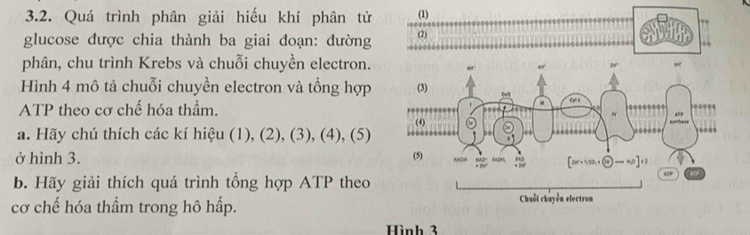 Quá trình phân giải hiếu khí phân tử (1)
glucose được chia thành ba giai đoạn: đường (2)
40
phân, chu trình Krebs và chuỗi chuyền electron.
Hình 4 mô tả chuỗi chuyền electron và tồng hợp 
ATP theo cơ chế hóa thầm. 
a. Hãy chú thích các kí hiệu (1), (2), (3), (4), (5)
ở hình 3. 
b. Hãy giải thích quá trình tổng hợp ATP theo
cơ chế hóa thầm trong hô hấp. 
Hình 3