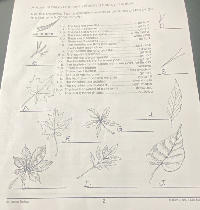 A scientist may use a key to identify a tree by its leaves.
Use the following key to identify the leaves pictured on this page.
The first one is done for you.
go to 2
__
1. a. The tree has needles
_
go to 5
_
b. The free has leaves
go to 3
_
white pine 2. a. The needles are in bundles_ white cedar
b. The needles are scale-like
_
3. a. There are 5 needles _white pine
go 10 4
b. There are 2 needles
4. a. The needles are thick and spread
away from each other
_
b. The needles are long and thin _jack pine red pine
go to 8
5. a. The leaves are simple
go to ó
b. The leaves are compound
_
6. a. The leaflets radiate from one point _go to 7
_b. The leaflets do not radiate from one point. white ash
7. a. There are 5 leaflets _buckeye
b. There are 7 leaflets
8. a. The leat has notches_ _horse chestnut go to 9 _
_
b. The leaf does not have notches
9. a. The notches are pointed __silver maple go to 10
b. The notches are rounded_ sugar maple
_
10. a. The leaf is tapered at both ends _dogwood catalpa
b. The leaf is heart-shaped
_
_
_
_
__
© Carson-Dellosa 21 0-88012-828-3 Life Sc