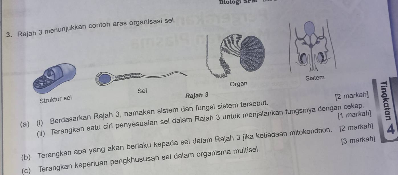 Biologi SPM 
3. Rajah 3 menunjukkan contoh aras organisasi sel. 
Organ 
Sel 
Struktur sel 
Rajah 3 
(a) (i) Berdasarkan Rajah 3, namakan sistem dan fungsi sistem tersebut. [2 markah] 
[1 markah] 
(ii) Terangkan satu ciri penyesuaian sel dalam Rajah 3 untuk menjalankan fungsinya dengan cekap. 
(b) Terangkan apa yang akan berlaku kepada sel dalam Rajah 3 jika ketiadaan mitokondrion. [2 markah] 
(c) Terangkan keperluan pengkhususan sel dalam organisma multisel. [3 markah]