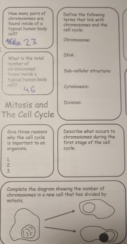 How many pairs of Define the following 
chromosomes are terms that link with 
found inside of a chromosomes and the 
typical human body cell cycle: 
cell? 
Chromosome: 
What is the total DNA: 
number of 
chromosomes Sub-cellular structure: 
found inside a 
typical human body 
celi? Cytokinesis: 
Mitosis and Division: 
The Cell Cycle 
Give three reasons Describe what occurs to 
why the cell cycle chromosomes during the 
is important to an first stage of the cell 
organism. cycle. 
1. 
2. 
3. 
Complete the diagram showing the number of 
chromosomes in a new cell that has divided by 
mitosis.