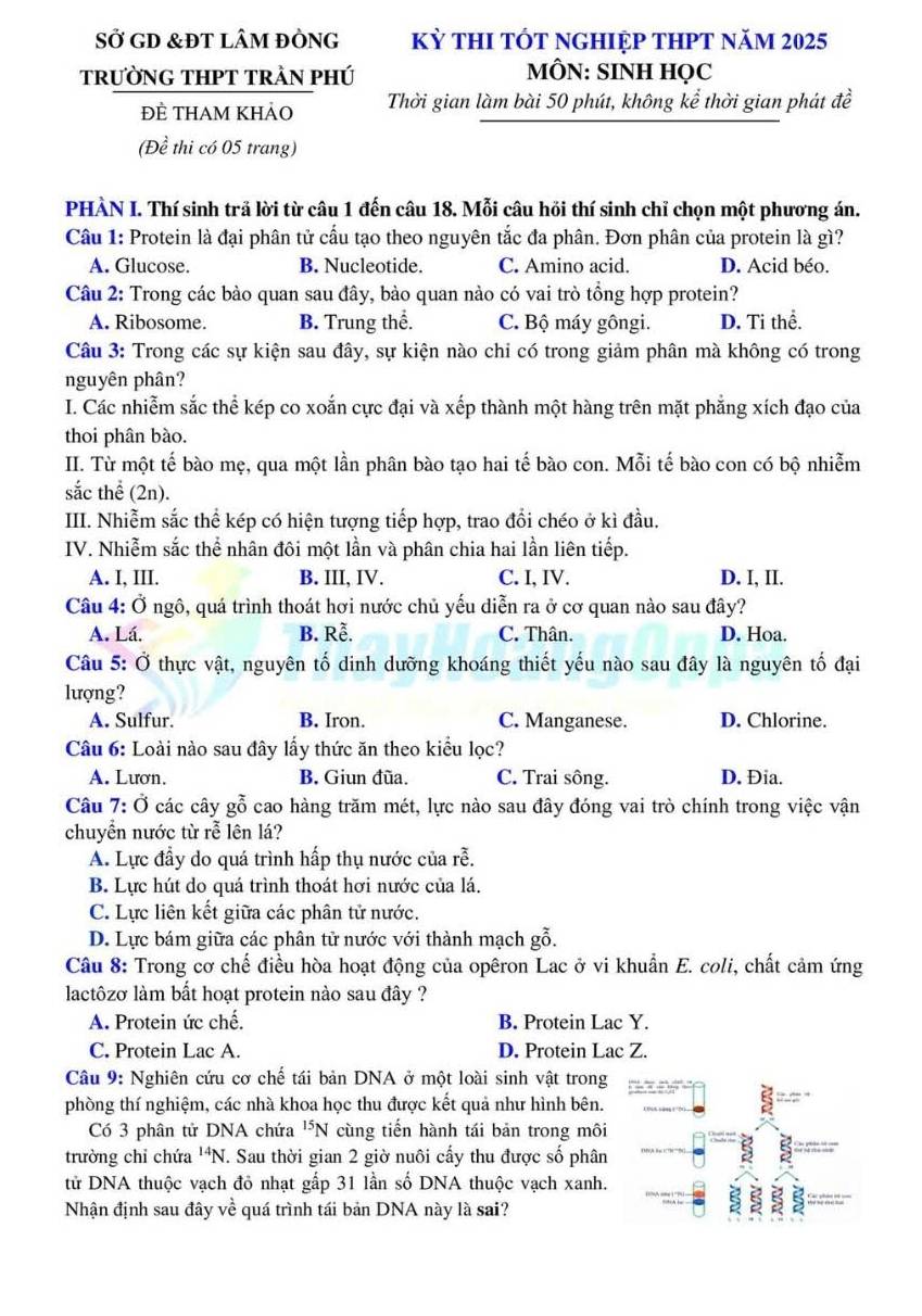 SỞ GD &ĐT lâM đÒNG kỳ thI tÓt nghIệp tHPT năm 2025
trườNG THPT tRẬN phú
MÔN: SINH HQC
ĐÈ THAM KHảO Thời gian làm bài 50 phút, không kể thời gian phát đề
(Đề thi có 05 trang)
PHÀN I. Thí sinh trã lời từ câu 1 đến câu 18. Mỗi câu hồi thí sinh chỉ chọn một phương án.
Câu 1: Protein là đại phân tử cấu tạo theo nguyên tắc đa phân. Đơn phân của protein là gì?
A. Glucose. B. Nucleotide. C. Amino acid. D. Acid béo.
Câu 2: Trong các bào quan sau đây, bào quan nào có vai trò tổng hợp protein?
A. Ribosome. B. Trung thể. C. Bộ máy gôngi. D. Ti thể.
Câu 3: Trong các sự kiện sau đây, sự kiện nào chi có trong giảm phân mà không có trong
nguyên phân?
I. Các nhiễm sắc thể kép co xoắn cực đại và xếp thành một hàng trên mặt phẳng xích đạo của
thoi phân bào.
II. Từ một tế bào mẹ, qua một lần phân bào tạo hai tế bào con. Mỗi tế bào con có bộ nhiễm
sắc thể (2n).
III. Nhiễm sắc thể kép có hiện tượng tiếp hợp, trao đổi chéo ở kì đầu.
IV. Nhiễm sắc thể nhân đôi một lần và phân chia hai lần liên tiếp.
A. I, III. B. III, IV. C. I, IV. D. I, II.
Câu 4: Ở ngô, quá trình thoát hơi nước chủ yếu diễn ra ở cơ quan nào sau đây?
A. Lá. B. Rễ. C. Thân. D. Hoa.
Câu 5: Ở thực vật, nguyên tố dinh dưỡng khoáng thiết yếu nào sau đây là nguyên tố đại
lượng?
A. Sulfur. B. Iron. C. Manganese. D. Chlorine.
Câu 6: Loài nào sau đây lấy thức ăn theo kiểu lọc?
A. Lươn. B. Giun đũa. C. Trai sông. D. Đia.
Câu 7: Ở các cây gỗ cao hàng trăm mét, lực nào sau đây đóng vai trò chính trong việc vận
chuyển nước từ rễ lên lá?
A. Lực đầy do quá trình hấp thụ nước của rễ.
B. Lực hút do quá trình thoát hơi nước của lá.
C. Lực liên kết giữa các phân tử nước.
D. Lực bám giữa các phân tử nước với thành mạch gỗ.
Câu 8: Trong cơ chế điều hòa hoạt động của opêron Lac ở vi khuẩn E. coli, chất cảm ứng
lactôzơ làm bất hoạt protein nào sau đây ?
A. Protein ức chế. B. Protein Lac Y.
C. Protein Lac A. D. Protein Lac Z.
Câu 9: Nghiên cứu cơ chế tái bản DNA ở một loài sinh vật trong
phòng thí nghiệm, các nhà khoa học thu được kết quả như hình bên.
Có 3 phân tử DNA chứa^(15)N V cùng tiến hành tái bản trong môi
trường chỉ chứa 'N. Sau thời gian 2 giờ nuôi cấy thu được số phân
tử DNA thuộc vạch đỏ nhạt gấp 31 lần số DNA thuộc vạch xanh.
Nhận định sau đây về quá trình tái bản DNA này là sai?