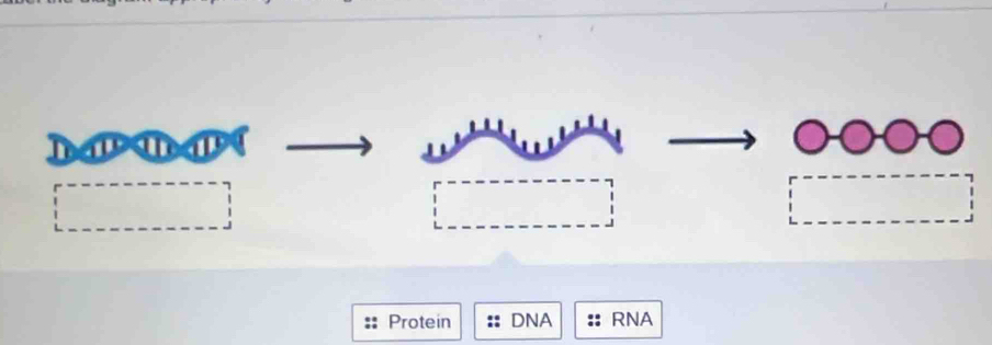 Protein DNA RNA