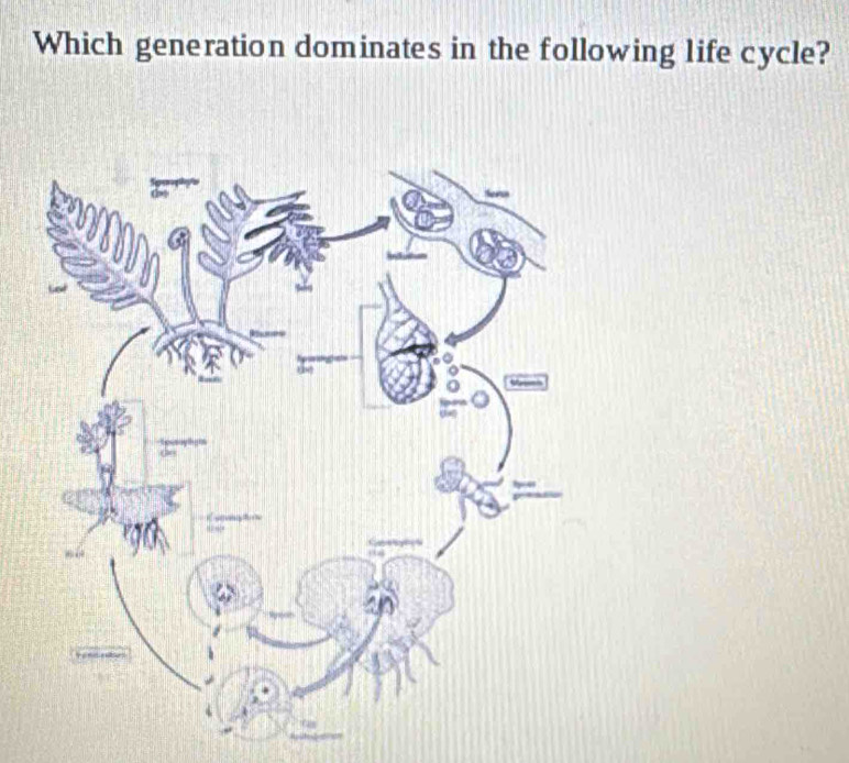 Which generation dominates in the following life cycle?