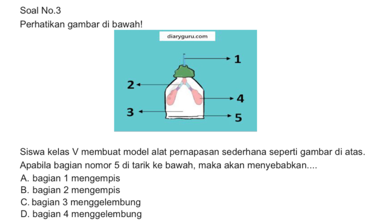 Soal No.3
Perhatikan gambar di bawah!
Siswa kelas V membuat model alat pernapasan sederhana seperti gambar di atas.
Apabila bagian nomor 5 di tarik ke bawah, maka akan menyebabkan....
A. bagian 1 mengempis
B. bagian 2 mengempis
C. bagian 3 menggelembung
D. bagian 4 menggelembung