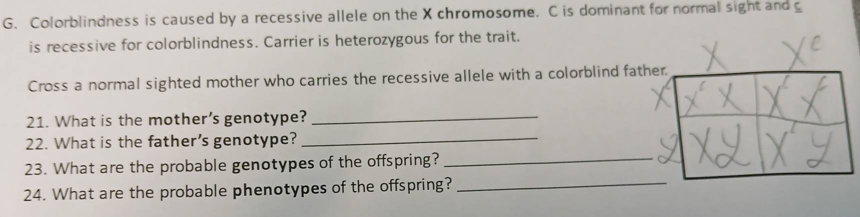 Colorblindness is caused by a recessive allele on the X chromosome. C is dominant for normal sight and g 
is recessive for colorblindness. Carrier is heterozygous for the trait. 
Cross a normal sighted mother who carries the recessive allele with a colorblind fathe 
21. What is the mother's genotype?_ 
22. What is the father’s genotype?_ 
23. What are the probable genotypes of the offspring?_ 
24. What are the probable phenotypes of the offspring?_