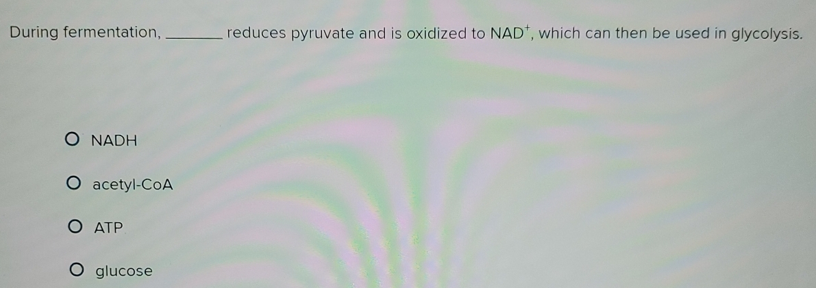 During fermentation, _reduces pyruvate and is oxidized to NAD^+ , which can then be used in glycolysis.
NADH
acetyl-CoA
ATP
glucose