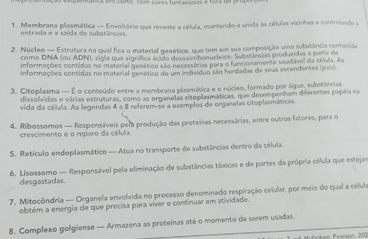 esquemática em corte, com cores fantasiosas e fora de próporo
1. Membrana plasmática — Envoltório que reveste a célula, mantendo-a unida às células vizinhas e controlando a
entrada e a saída de substâncias.
2. Núcleo — Estrutura na qual fica o material genético, que tem em sua composição uma substância conhecida
como DNA (ou ADN), sigla que significa ácido desoxirribonucleico. Substâncias produzidas a partir de
informações contidas no material genético são necessárias para o funcionamento saudável da célula. As
informações contidas no material genético de um indivíduo são herdadas de seus ascendentes (pais).
3. Citoplasma — É o conteúdo entre a membrana plasmática e o núcleo, formado por água, substâncias
dissolvidas e várias estruturas, como as organelas citoplasmáticas, que desempenham diferentes papéis na
vida da célula. As legendas 4 a 8 referem-se a exemplos de organelas citoplasmáticas.
4. Ribossomos — Responsáveis pela produção das proteínas necessárias, entre outros fatores, para o
crescimento e o reparo da célula.
5. Retículo endoplasmático — Atua no transporte de substâncias dentro da célula.
6. Lisossomo — Responsável pela eliminação de substâncias tóxicas e de partes da própria célula que estejan
desgastadas.
7. Mitocôndria — Organela envolvida no processo denominado respiração celular, por meio do qual a célula
obtém a energia de que precisa para viver e continuar em atividade.
8. Complexo golgiense — Armazena as proteínas até o momento de serem usadas.
Rbken:  Pearson, 202