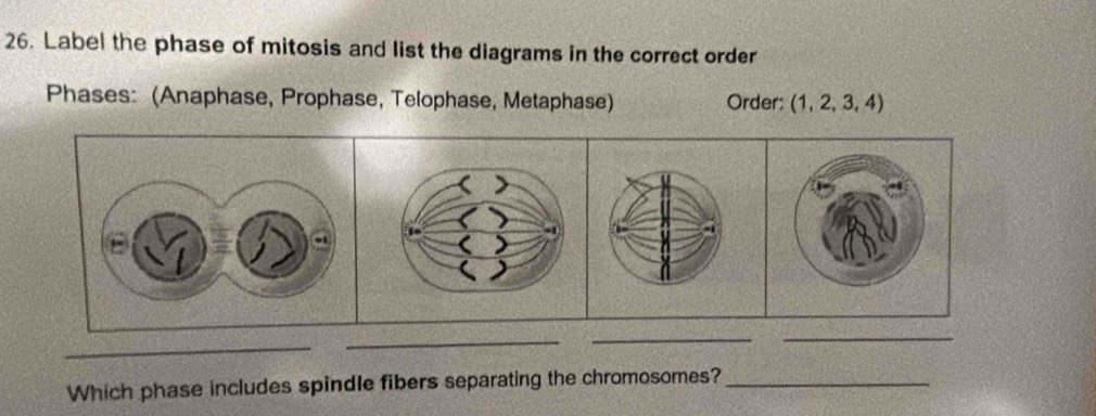 Label the phase of mitosis and list the diagrams in the correct order 
Phases: (Anaphase, Prophase, Telophase, Metaphase) Order: (1,2,3,4)
_ 
_ 
_ 
_ 
Which phase includes spindle fibers separating the chromosomes?_