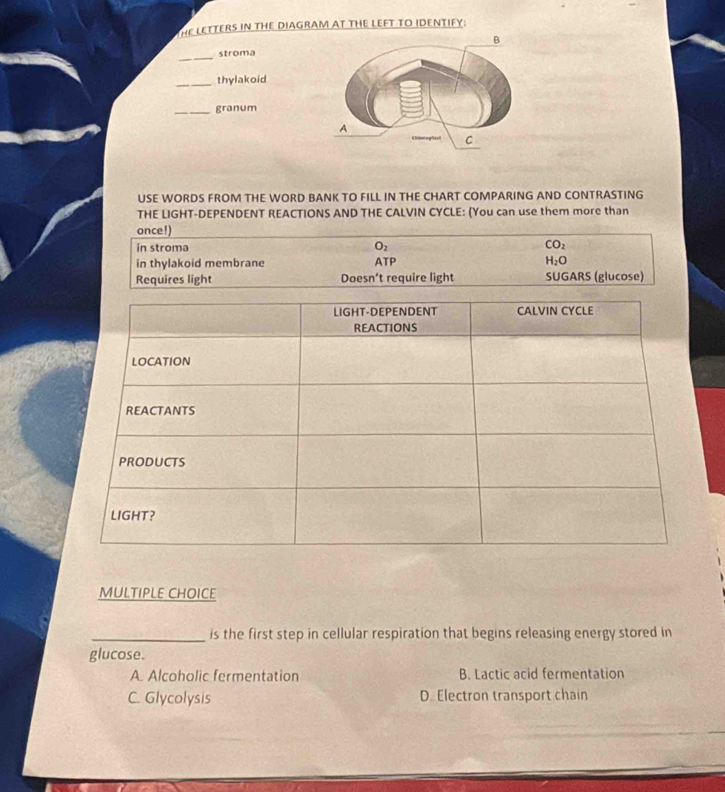 HE LETTERS IN THE DIAGRAM AT THE LEFT TO IDENTIFY:
_stroma
_thylakoid
_granum
USE WORDS FROM THE WORD BANK TO FILL IN THE CHART COMPARING AND CONTRASTING
THE LIGHT-DEPENDENT REACTIONS AND THE CALVIN CYCLE: (You can use them more than
once!)
in stroma O_2 CO_2
in thylakoid membrane ATP H_2O
Requires light Doesn’t require light SUGARS (glucose)
MULTIPLE CHOICE
_is the first step in cellular respiration that begins releasing energy stored in
glucose.
A. Alcoholic fermentation B. Lactic acid fermentation
C. Glycolysis D. Electron transport chain
