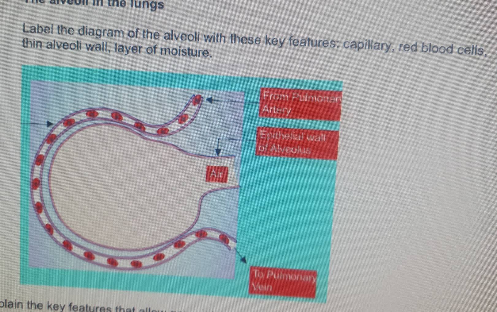 alveol in the lungs 
Label the diagram of the alveoli with these key features: capillary, red blood cells, 
thin alveoli wall, layer of moisture. 
blain th e e eature a