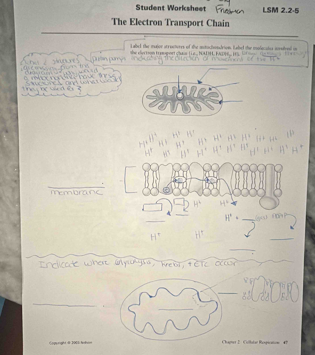Solved: Student Worksheet LSM 2.2-5 The Electron Transport Chain Label ...