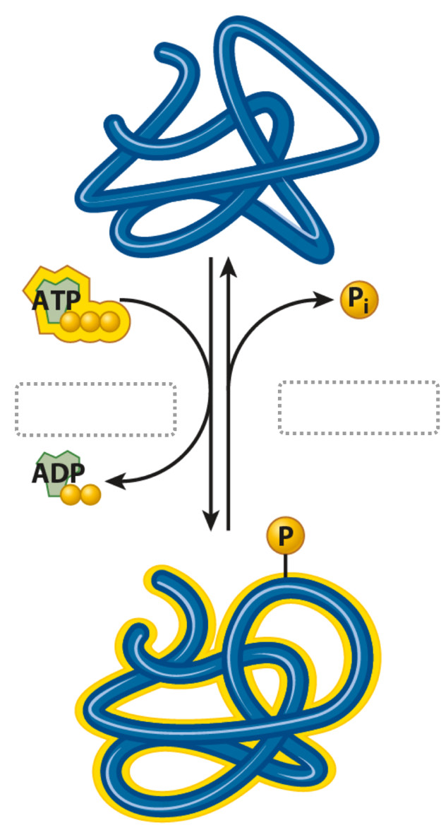 ATP
ADP
P