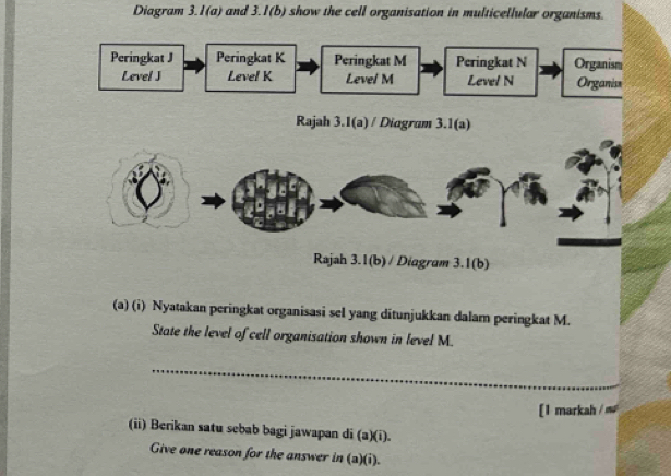 Diagram 3.1(a) and 3.1(b) show the cell organisation in multicellular organisms. 
Peringkat J Peringkat K Peringkat M Peringkat N Organism 
Level J Level K Level M Level N Organis 
Rajah 3.1(a) / Diagram 3.1(a) 
Rajah 3.1(b) / Diagram 3.1(b) 
(a) (i) Nyatakan peringkat organisasi sel yang ditunjukkan dalam peringkat M. 
State the level of cell organisation shown in level M. 
_ 
[1 markah / m 
(ii) Berikan satu sebab bagi jawapan di (a)(i). 
Give one reason for the answer in (a)(i).