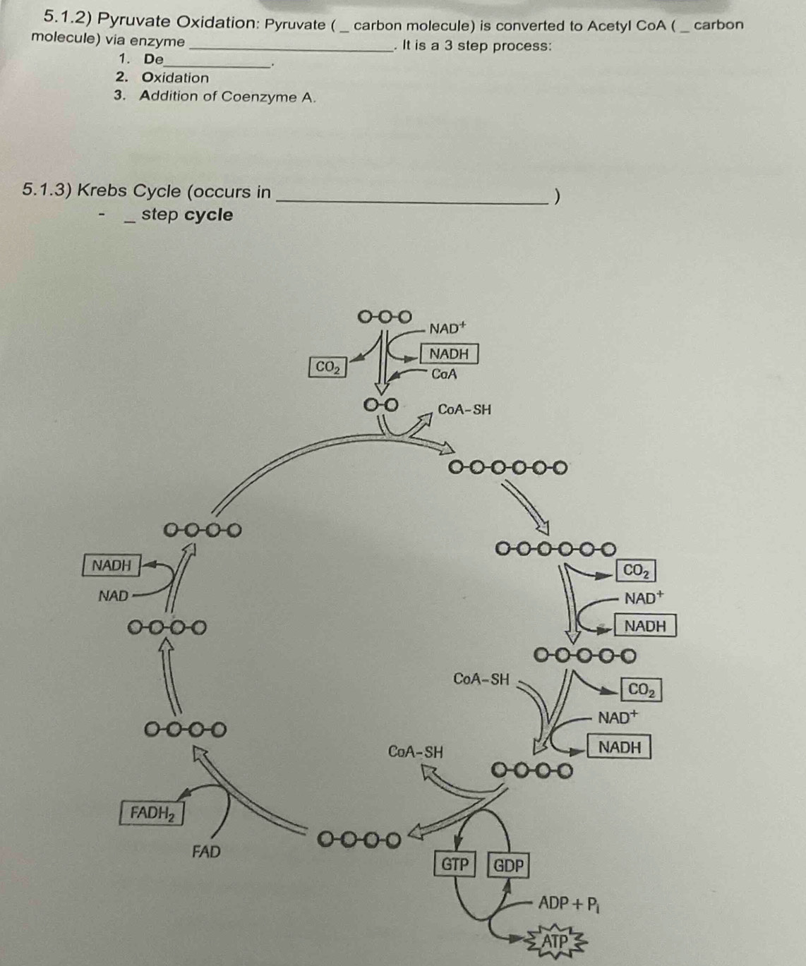 5.1.2) Pyruvate Oxidation: Pyruvate ( _ carbon molecule) is converted to Acetyl CoA ( _ carbon
molecule) via enzyme _. It is a 3 step process:
1. De_
.
2. Oxidation
3. Addition of Coenzyme A.
5.1.3) Krebs Cycle (occurs in _)
_step cycle
A