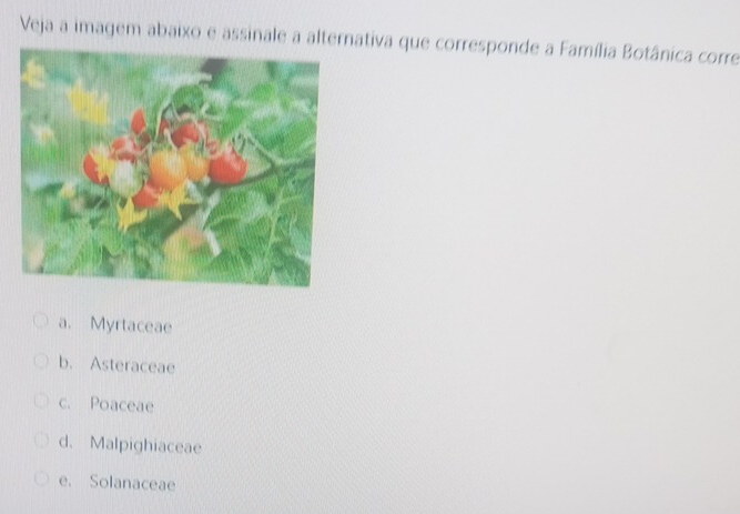 Veja a imagem abaixo e assinale a alternativa que corresponde a Família Botânica corre
a. Myrtaceae
b. Asteraceae
c. Poaceae
d. Malpighiaceae
e. Solanaceae