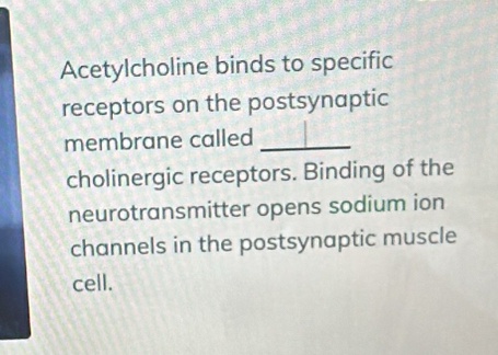 Acetylcholine binds to specific 
receptors on the postsynaptic 
membrane called_ 
cholinergic receptors. Binding of the 
neurotransmitter opens sodium ion 
channels in the postsynaptic muscle 
cell.