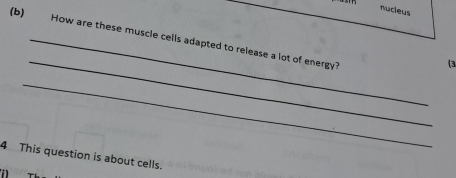 nucieus 
_ 
_How are these muscle cells adapted to release a lot of energy? 
( 
_ 
4 This question is about cells.