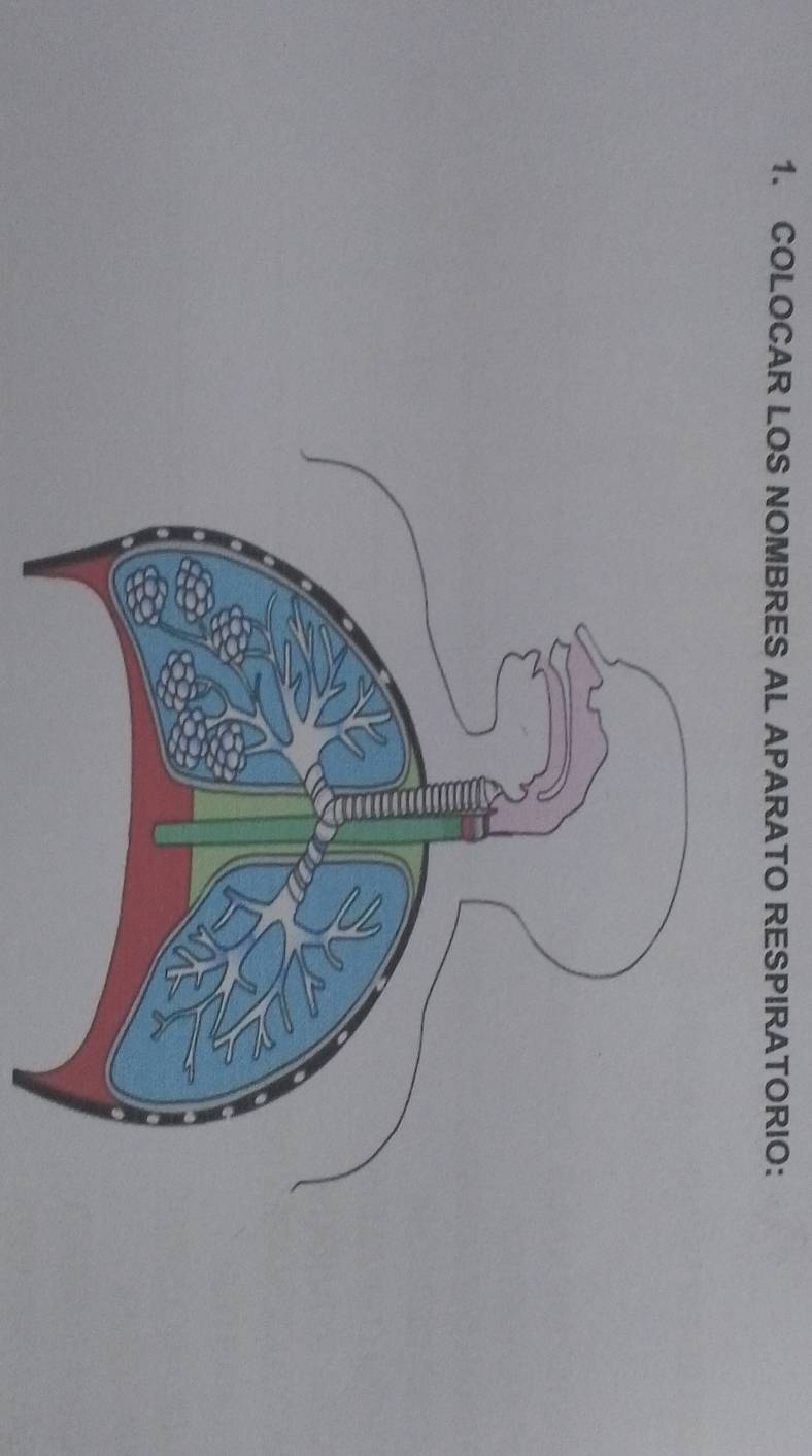 COLOCAR LOS NOMBRES AL APARATO RESPIRATORIO：