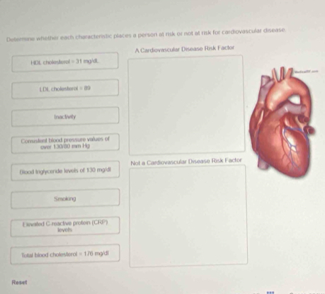 Deternine whether each characteristic places a person at risk or not at risk for cardiovascular disease 
A Cardiovascular Disease Risk Factor 
HDL cholesterol =31 mg/dl
LDIL cholesteroi =80
Inactivity 
Consstent blood pressure values of over 130/80 mm Hg
Biood Inglyceride levels of 130 mg/d Not a Cardiovascular Disease Risk Factor 
Smoking 
Elovated C-reactive protein (CRP) lovels 
Total blood cholesterol =176 mg/dl
Reset