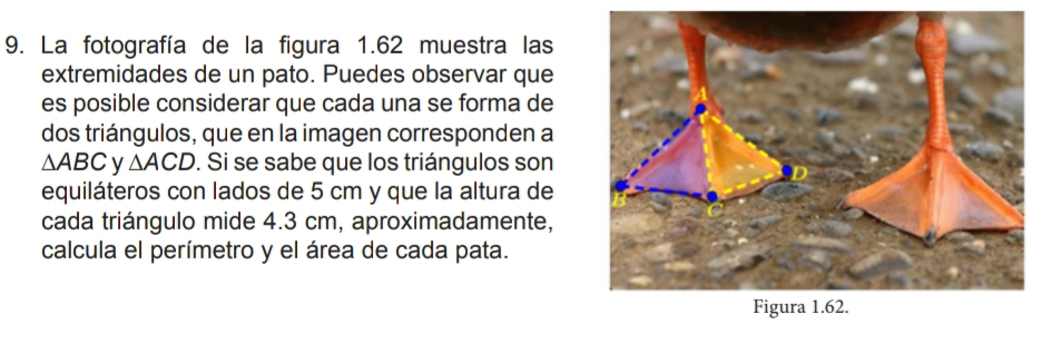 La fotografía de la figura 1.62 muestra las 
extremidades de un pato. Puedes observar que 
es posible considerar que cada una se forma de 
dos triángulos, que en la imagen corresponden a
△ ABC y △ ACD. Si se sabe que los triángulos son 
equiláteros con lados de 5 cm y que la altura de 
cada triángulo mide 4.3 cm, aproximadamente, 
calcula el perímetro y el área de cada pata.