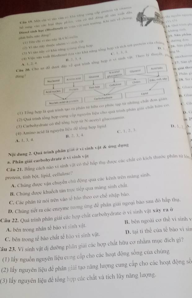 Cầu 19, Một chi ví táo vùa có thà năng cùng cập protein và vitam
T tây ngoàm ngàce
hể sựng vào các loại thực phẩoc của có thể động đề san xuất đầu
(  …  
24 1 … ph
phn biểu nào dìng ? Diesel sinh học (Hinttew)) an toàn coi mội mưong. Khu nội về chong
khàng xinh
CU Tên chi vi tào này là Ch'orella
15. Săn phẩm
(2) Ví láo này thuộc nhóm vi sinh vật
C) Vi tào này có kha năng quang tổng hợp.
D. √
64 Việc sản xuất Biodiesel đựa vào khá năng tổng hợp và tích trú protei của chúng V đường đơn 26. San phần
C 1、3、 1
mg là
A. 1, B. 2, 3, 0
Cầu 20,vi sinh vật. Theo lý thuyết, p
Sán pí
iải  the 
dùng
Phân gi
28. So 
. Gluo
. C  
(1) Tổng hợp là quá trình tạo ra p
(2) Quá trình tổng hợp cung cấp nguyên liệu cho quá trình phân giC.GD
D. O
(3) Carbohydrate có thể tổng hợp từ N-acetyl glucosamin
2°
(4) Amino acid là nguyên liệu đễ tổng hợp lipid
D. 1 2 A.
A. 1, 3、 4. B. 2. 3、 4 C. 1, 2. 3.
Nội dung 2. Quả trình phân giải ở vi sinh vật & ứng dụng
a. Phân giải carbohydrate ở vi sinh vật
Câu 21. Bằng cách nào vi sinh vật có thể hấp thụ được các chất có kích thước phân tử lớn
protein, tinh bột, lipid, cellulose?
A. Chúng được vận chuyển chủ động qua các kênh trên màng sinh.
B. Chúng được khuếch tán trực tiếp qua máng sinh chất.
C. Các phân tử nói trên vào tể bảo theo cơ chế nhập bảo.
D. Chúng tiết ra các enzyme tương ứng để phân giải ngoại bào sau đó hấp thụ.
Câu 22. Quá trình phân giải các hợp chất carbohydrate ở vi sinh vật xây ra ở
A. bên trong nhân tế bào vi sinh vật. B. bên ngoài cơ thể vi sinh v
C. bên trong tể bào chất tế bào vi sinh vật. D. tại ti thể của tế bào vi sin
2âu 23. Vi sinh vật dị dưỡng phân giải các hợp chất hữu cơ nhằm mục đích gì?
(1) lấy nguồn nguyên liệu cung cấp cho các hoạt động sống của chúng
(2) lấy nguyên liệu để phân giải tạo năng lượng cung cấp cho các hoạt động số
(3) lấy nguyên liệu đề tổng hợp các chất và tích lũy năng lượng.