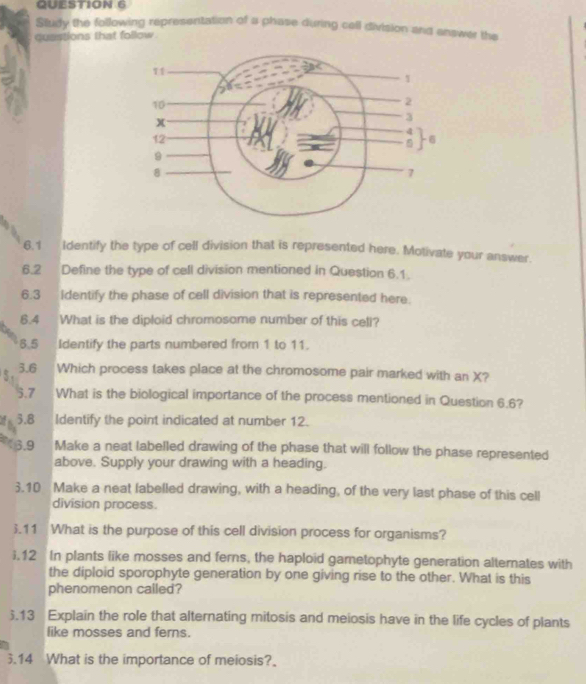 QUEST10N 6 
Study the following representation of a phase during cell division and answer the 
quastions that follow 
6.1 Identify the type of cell division that is represented here. Motivate your answer. 
6.2 Define the type of cell division mentioned in Question 6.1. 
6.3 identify the phase of cell division that is represented here. 
6.4 What is the diploid chromosome number of this cell? 
8.5 Identify the parts numbered from 1 to 11. 
3.6 Which process takes place at the chromosome pair marked with an X? 
3.7 What is the biological importance of the process mentioned in Question 6.6? 
of 5.8 Identify the point indicated at number 12. 
6.9 Make a neat labelled drawing of the phase that will follow the phase represented 
above. Supply your drawing with a heading. 
3.10 Make a neat labelled drawing, with a heading, of the very last phase of this cell 
division process. 
3.11 What is the purpose of this cell division process for organisms? 
i. 12 In plants like mosses and ferns, the haploid gametophyte generation alternates with 
the diploid sporophyte generation by one giving rise to the other. What is this 
phenomenon cailed? 
5.13 Explain the role that alternating mitosis and meiosis have in the life cycles of plants 
like mosses and ferns. 
3.14 What is the importance of meiosis?_