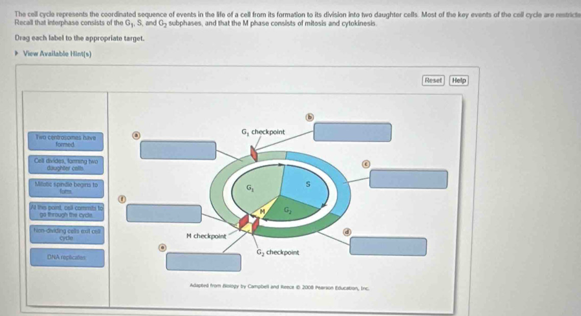 The cell cycle represents the coordinated sequence of events in the life of a cell from its formation to its division into two daughter cells. Most of the key events of the cell cycle are restricte
Recall that interphase consists of the G_1,S , and G_2 subphases, and that the M phase consists of mitosis and cytokinesis
Drag each label to the appropriate target.
View Available Hint(s)
Two centrosomes have
formed
Cell divides, farming two
daughter calls
Millotic spindle begins to
form
At this point, call commits 
go through the cycle.
Non-dividing cells ext cel
cycle
DNA repêcaes