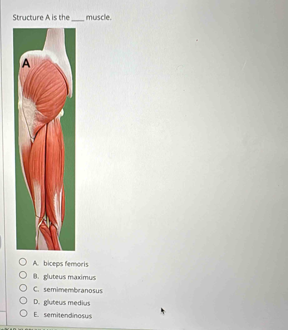 Structure A is the_ muscle.
A. biceps femoris
B. gluteus maximus
C. semimembranosus
D. gluteus medius
E. semitendinosus