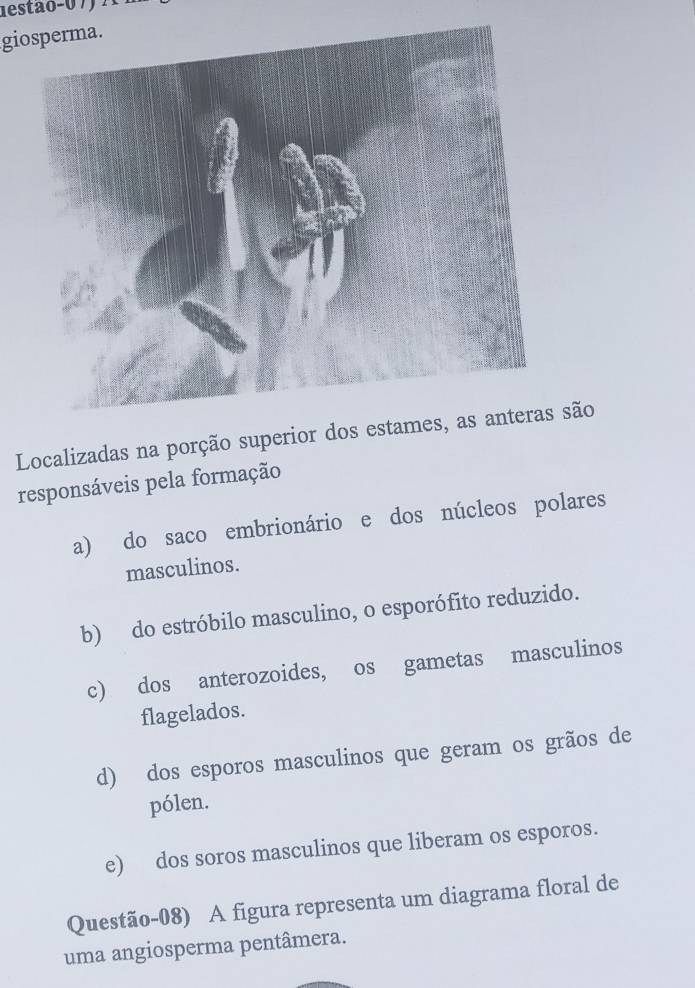 giosperma.
Localizadas na porção superior dos estames, a são
responsáveis pela formação
a) do saco embrionário e dos núcleos polares
masculinos.
b) do estróbilo masculino, o esporófito reduzido.
c) dos anterozoides, os gametas masculinos
flagelados.
d) dos esporos masculinos que geram os grãos de
pólen.
e) dos soros masculinos que liberam os esporos.
Questão-08) A figura representa um diagrama floral de
uma angiosperma pentâmera.