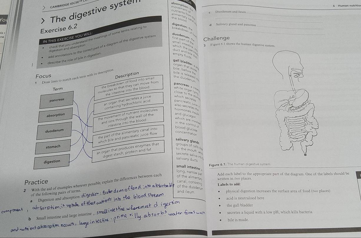 CAMBRIDGE IGCSE
RD
You
> The digestive systen_
6 Human nutritio
absorption th nutrients from 
_
movement o e Duodenum and ileum
alimentary canal
the blood
ne Exercise 6.2
d Salivary gland and pancreas
dig        
_
IN THIS EXERCISE YOU WILL:
duodenum: the Challenge
check that you understand the meanings of some terms relating to breakdown of loo_
irst part of th
3 Figure 6.1 shows the human digestive system.
smal l intetie i 
add annotations to the correct part of a diagram of the digestive system
digestion and absorption
which the pance 
duct and  bile duợ 
describe the role of bile in digestion
empty fluids
gall bladder: a organ that store 
Focus
Description
1 Draw lines to match each term with its description
bile, before the bile is released im 
Term
the breakdown of food into smal
the duodenum
molecules so that they can move from pancreas: à créan
the intestine into the blood white organ lyin 
close to the stom 
pancreas
an organ that secretes a juice which secretes
containing hydrochloric acid pancreatic juice  
also      t   th
the movement of nutrient molecules hormones insulir
and ions through the wall of the
absorption and glucagon which are involve
intestine into the blood
in the controlo blood glucose
duodenum
the part of the alimentary canal into
which bile and pancreatic juice flow
concentration
salivary glands:
stomach
an organ that produces enzymes that groups of cells clay to the mouth, w
digest starch, protein and fat
secrete saliva im 
digestion
salivary ducts
Figure 6.1: The human digestive system.
small intestine 
long, narrow pan Add each label to the appropriate part of the diagram. One of the labels should be
Practice written in two places.
canal, consisting Labels to add:
2 With the aid of examples wherever possible, explain the differences between each of the alimentan 
of the duodenum and ileum. physical digestion increases the surface area of food (two places)
of the following pairs of terms.
Digestion and absorption dfgestion 
acid is neutralised here
_
the gall bladder
o   o he  
b Small intestine and large intestine
secretes a liquid with a low pH, which kills bacteria
bile is made.