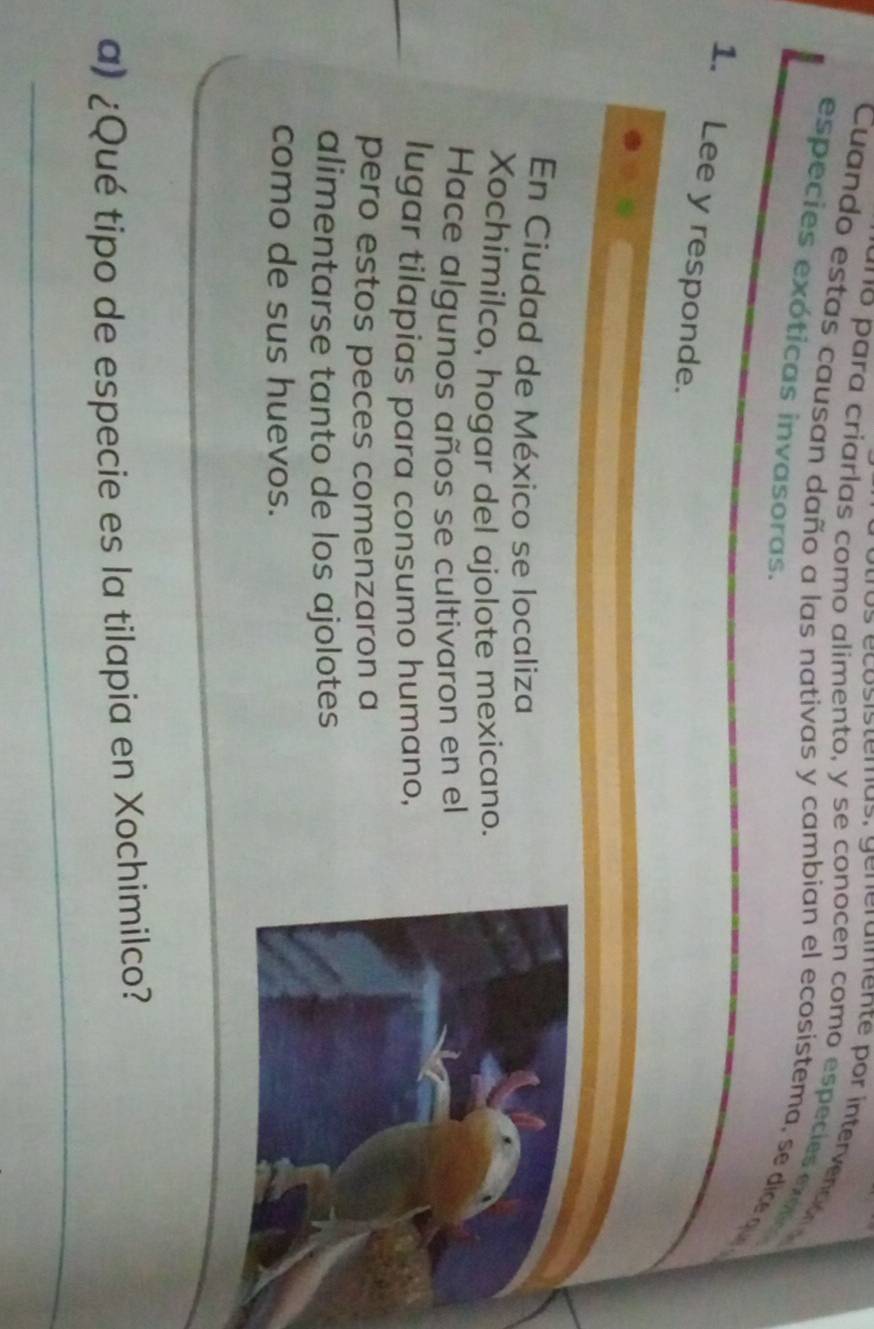 ara criarlas como alimento, y se conocen como especies e o 
Cuando estas causan daño a las nativas y cambian el ecosistema, se dice qu 
especies exóticas invasoras. 
1. Lee y responde. 
En Ciudad de México se localiza 
Xochimilco, hogar del ajolote mexicano. 
Hace algunos años se cultivaron en el 
lugar tilapías para consumo humano, 
pero estos peces comenzaron a 
alimentarse tanto de los ajolotes 
como de sus huevos. 
_ 
a) ¿Qué tipo de especie es la tilapia en Xochimilco?