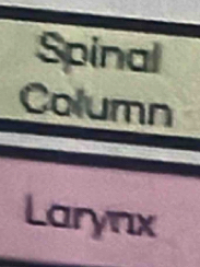 Spinal 
Column 
Larynx