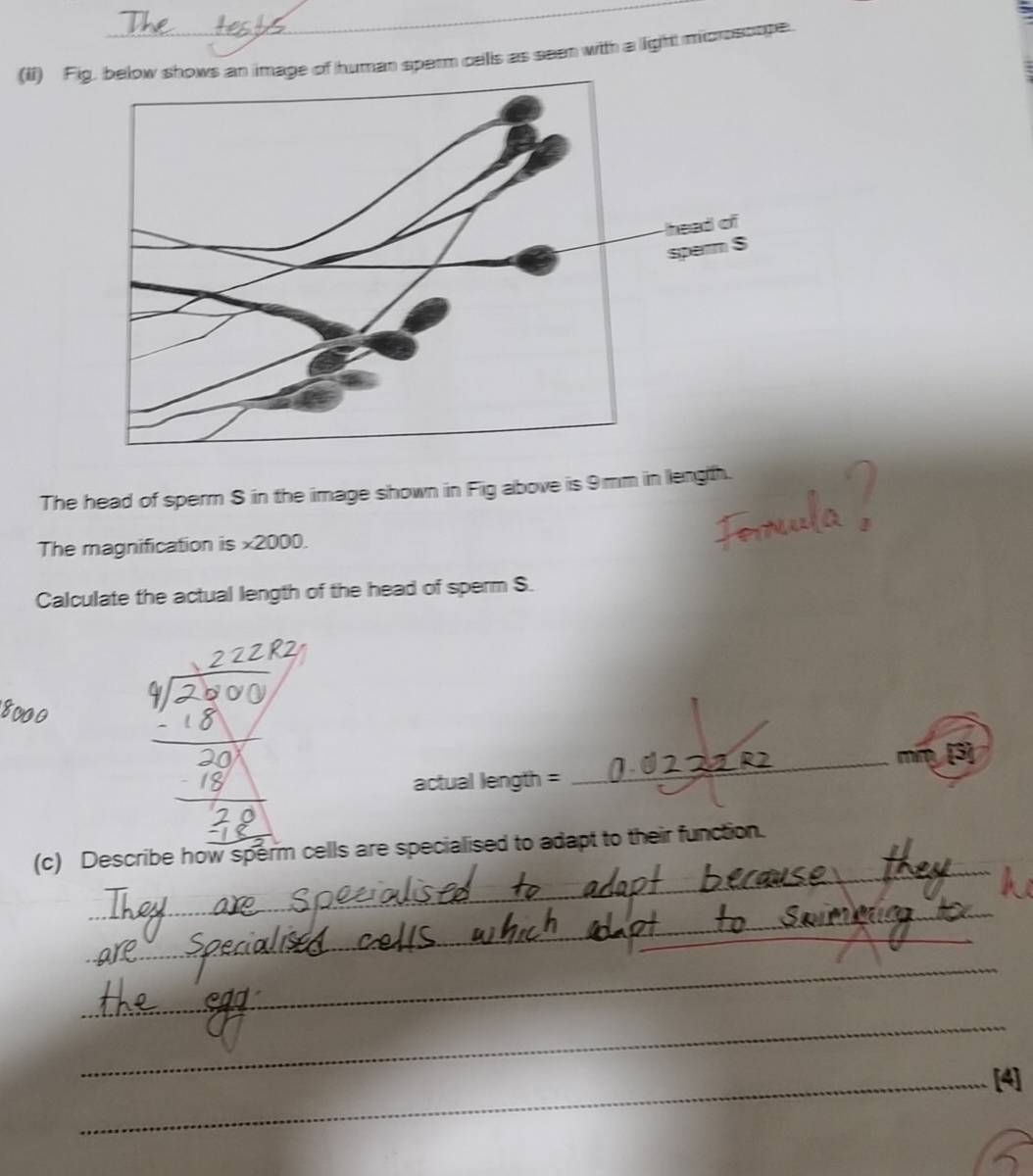 (ii) Fihows an image of human sperm cells as seen with a light morosooge. 
The head of sperm S in the image shown in Fig above is 9mm in lengith. 
The magnification is * 2000. 
Calculate the actual length of the head of sperm S. 
5 
actual length = 
_ 
_ 
(c) Describe how sperm cells are specialised to adapt to their function. 
_ 
_ 
_ 
_ 
_[4]
