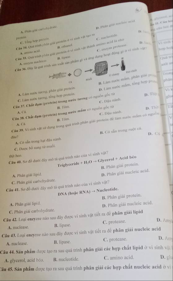 A. Phân giải carbohydrate
D. Phân giải nocleis acid A gy veral a
dp cầu hội đ
p.  
1
Câu 34. Quá trình phần giải protein ở vi sinh vật tạo ra ân II. Câu hó
protein
C. Tổng hợp protein.
D. l Vị sinh
Cầu 35. Quá trình phân giải protein ở vì sinh vật thành amino acid là nhỏ C. nucleotide
A. amino acid. B. ethanol
A. enzym nuclease. B. lipase C. enzym protease
()uš trì
Cầu 36. Đây là quả trình sản xuất sản phẩm gi và ứng dụng hoạt động gi ở vi sinh vật
=xit ar
Vàn chuến
cá Muli O ch p. Làm nước tượng, phân giải protein. B. Lâm nước măm, phân giải p
1 xon:
Vì k
C. Lâm nước tương, tổng hợp protein. D. Lâm nước mắm, tông hợp ph phân
Cầu 37. Chất đạm (protein) trong nước tương có nguồn gốc từ D. Thjs glu
A. Cá B. Tôm C. Đậu nânh.
Cầu 38. Chất đạm (protein) trong nước mắm có nguồn gốc từ D. Thịt rù
B. Tâm C. Đậu nành.
V
Cầu 39. Vi sinh vật sử dụng trong quá trình phân giải protein để lâm nước mằm có nguồm
A. Cá
U
D. Cô
A. Có sẵn trong hạt đậu nành. B. Có sẵn trong ruột cá.
dđầu ?
C. Được bổ sung tứ muối.
thjt heo.
Câu 40. Sơ đồ đưới đây mô tả quả trình nào của vì sinh vật?
Triglyceride + H₂O → Glycerol + Acid béo
B. Phân giải protein.
A. Phân giải lipid.
D. Phân giải nucleic acid.
C. Phân giải carbohydrate.
Câu 41. Sơ đồ dưới đây mô tá quả trình nào của vi sinh vật?
DNA (hoặc RNA) → Nucleotide.
B. Phân giải protein.
A. Phân giải lipid.
D. Phân giải nucleic acid.
C. Phân giải carbohydrate.
Câu 42. Loại enzyme nào sau đây được vi sinh vật tiết ra để phân giải lipid
A. nuclease. B. lipase. C. protease. D. Amy
Câu 43. Loại enzyme nào sau đây được vi sinh vật tiết ra đễ phân giải nucleic acid
A. nuclease. B. lipase. C. protease. D. Am
Câu 44. Sân phẩm được tạo ra sau quá trinh phân giải các hợp chất lipid ở vì sinh vật 
A. glycerol, acid béo. B. nucleotide. C. amino acid. D. glu
Câu 45. Sân phẩm được tạo ra sau quá trình phân giải các hợp chất nucleic acid ở vi