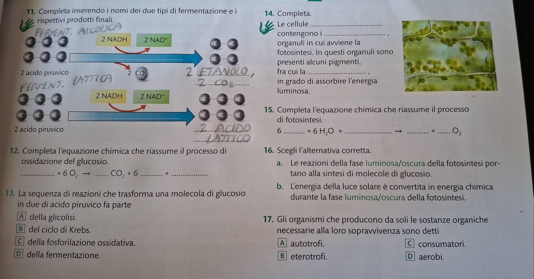 Completa inserendo i nomi dei due tipi di fermentazione e i 14. Completa.
rispettivi prodotti finali.
Le cellule_
contengono i_
organuli in cui avviene la
fotosintesi. In questi organuli sono
presenti alcuni pigmenti,
fra cui la_
in grado di assorbire l'energia
uminosa.
Completa l’equazione chimica che riassume il processo
di fotosintesi.
6_  +6H_2O+ ___ O_2
+
12. Completa l'equazione chimica che riassume il processo di 16. Scegli l’alternativa corretta.
ossidazione del glucosio. a. Le reazioni della fase luminosa/oscura della fotosintesi por-
_ +6O_2to _  CO_2+6 _+ _tano alla sintesi di molecole di glucosio.
b. L'energia della luce solare è convertita in energia chimica
13. La sequenza di reazioni che trasforma una molecola di glucosio durante la fase luminosa/oscura della fotosintesi.
in due di acido piruvico fa parte
A della glicolisi. 17. Gli organismi che producono da soli le sostanze organiche
B del ciclo di Krebs. necessarie alla loro sopravvivenza sono detti
C della fosforilazione ossidativa. A autotrofi. C consumatori.
Ddella fermentazione. B eterotrofi. D aerobi.
