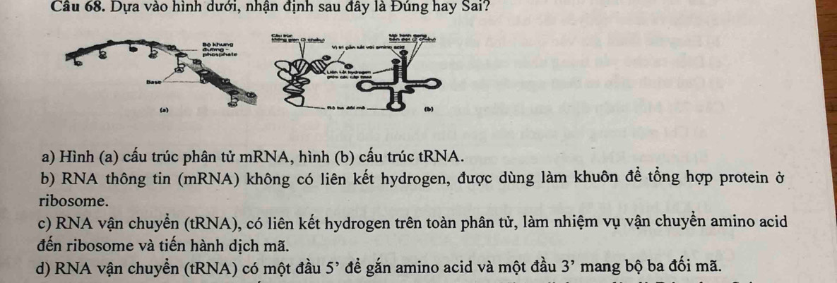 Dựa vào hình dưới, nhận định sau đây là Đúng hay Sai?
a) Hình (a) cấu trúc phân tử mRNA, hình (b) cấu trúc tRNA.
b) RNA thông tin (mRNA) không có liên kết hydrogen, được dùng làm khuôn để tổng hợp protein ở
ribosome.
c) RNA vận chuyển (tRNA), có liên kết hydrogen trên toàn phân tử, làm nhiệm vụ vận chuyển amino acid
đến ribosome và tiến hành dịch mã.
d) RNA vận chuyển (tRNA) có một đầu 5^, đề gắn amino acid và một đầu 3' mang bộ ba đối mã.