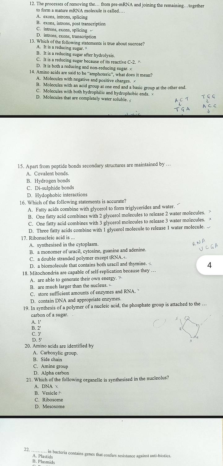 The processes of removing the… from pre-mRNA and joining the remaining…together
to form a mature mRNA molecule is called…
A. exons, introns, splicing
B. exons, introns, post transcription
C. introns, exons, splicing
D. introns, exons, transcription
13. Which of the following statements is true about sucrose?
A. It is a reducing sugar.
B. It is a reducing sugar after hydrolysis.
C. It is a reducing sugar because of its reactive C-2. x
D. It is both a reducing and non-reducing sugar. ≌
14. Amino acids are said to be “amphoteric”, what does it mean?
A. Molecules with negative and positive charges. ≌
B. Molecules with an acid group at one end and a basic group at the other end.
C. Molecules with both hydrophilic and hydrophobic ends.
D. Molecules that are completely water soluble. 
15. Apart from peptide bonds secondary structures are maintained by ...
A. Covalent bonds.
B. Hydrogen bonds
C. Di-sulphide bonds
D. Hydophobic interactions
16. Which of the following statements is accurate?
A. Fatty acids combine with glycerol to form triglycerides and water.
B. One fatty acid combines with 2 glycerol molecules to release 2 water molecules. 
C. One fatty acid combines with 3 glycerol molecules to release 3 water molecules. x
D. Three fatty acids combine with 1 glycerol molecule to release 1 water molecule.
17. Ribonucleic acid is ...
A. synthesised in the cytoplasm.
B. a monomer of uracil, cytosine, guanine and adenine.
C. a double stranded polymer except tRNA.
D. a biomolecule that contains both uracil and thymine. 
4
18. Mitochondria are capable of self-replication because they …
A. are able to generate their own energy. 
B. are much larger than the nucleus.
C. store sufficient amounts of enzymes and RNA.
D. contain DNA and appropriate enzymes.
19. In synthesis of a polymer of a nucleic acid, the phosphate group is attached to the …
carbon of a sugar.
A. 1'
B. 2'
C. 3'
D. 5'
20. Amino acids are identified by
A. Carboxylic group.
B. Side chain
C. Amine group
D. Alpha carbon
21. Which of the following organelle is synthesised in the nucleolus?
A. DNA x
B. Vesicle↑
C. Ribosome
D. Mesosome
22. _. in bacteria contains genes that confers resistance against anti-biotics.
A. Plastids
B. Plasmids