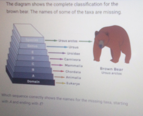 Solved: The diagram shows the complete classification for the brown ...