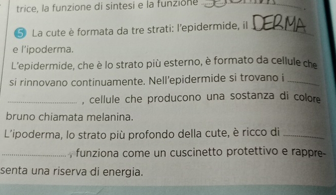 trice, la funzione di sintesi e la funzione_ 
5 La cute è formata da tre strati: l’epidermide, il_ 
e l’ipoderma. 
L'epidermide, che è lo strato più esterno, è formato da cellule che 
si rinnovano continuamente. Nell’epidermide si trovano i_ 
_, cellule che producono una sostanza di colore 
bruno chiamata melanina. 
L'ipoderma, lo strato più profondo della cute, è ricco di_ 
_, funziona come un cuscinetto protettivo e rappre 
senta una riserva di energia.