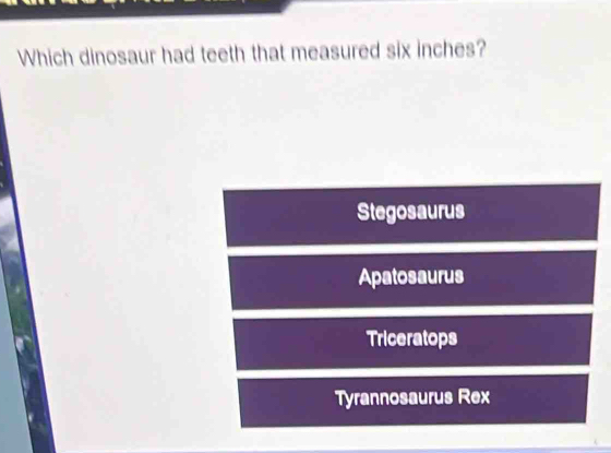 Which dinosaur had teeth that measured six inches?
Stegosaurus
Apatosaurus
Triceratops
Tyrannosaurus Rex