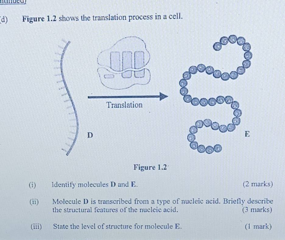 Figure 1.2 shows the translation process in a cell. 
Figure 1.2 
(i) Identify molecules D and E. (2 marks) 
(ii) Molecule D is transcribed from a type of nucleic acid. Briefly describe 
the structural features of the nucleic acid. (3 marks) 
(iii) State the level of structure for molecule E. (1 mark)