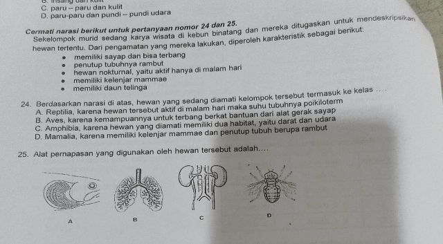 C. paru - paru dan kulit
D. paru-paru dan pundi - pundi udara
Cermati narasi berikut untuk pertanyaan nomor 24 dan 25.
Sekelompok murid sedang karya wisata di kebun binatang dan mereka ditugaskan untuk mendeskripsikan
hewan tertentu. Dari pengamatan yang mereka lakukan, diperoleh karakteristik sebagai berikut
memiliki sayap dan bisa terbang
penutup tubuhnya rambut
hewan nokturnal, yaitu aktif hanya di malam hari
memiliki kelenjar mammae
memiliki daun telinga
24. Berdasarkan narasi di atas, hewan yang sedang diamati kelompok tersebut termasuk ke kelas ....
A. Reptilia, karena hewan tersebut aktif di malam hari maka suhu tubuhnya poikiloterm
B. Aves, karena kemampuannya untuk terbang berkat bantuan dari alat gerak sayap
C. Amphibia, karena hewan yang diamati memiliki dua habitat, yaitu darat dan udara
D. Mamalia, karena memiliki kelenjar mammae dan penutup tubuh berupa rambut
25. Alat pernapasan yang digunakan oleh hewan tersebut adalah....
A B c D