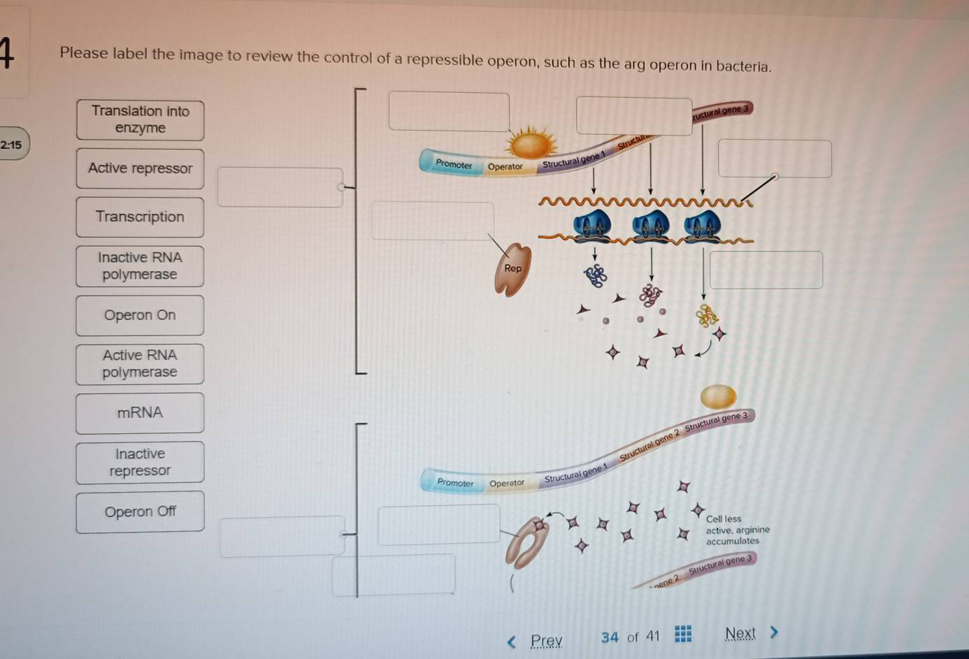Solved: Please label the image to review the control of a repressible ...