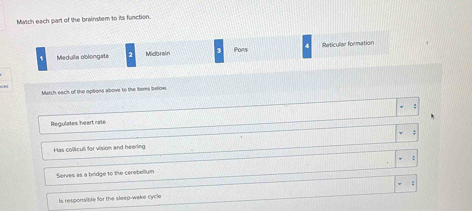 Match each part of the brainstem to its function.
1 Medulla oblongata 2 Midbrain 3 Pons 4 Reticular formation
cs
Match each of the options above to the items below.
A
Regulates heart rate ;
:
Has colliculi for vision and hearing
;
Serves as a bridge to the cerebellum
Is responsible for the sleep-wake cycle