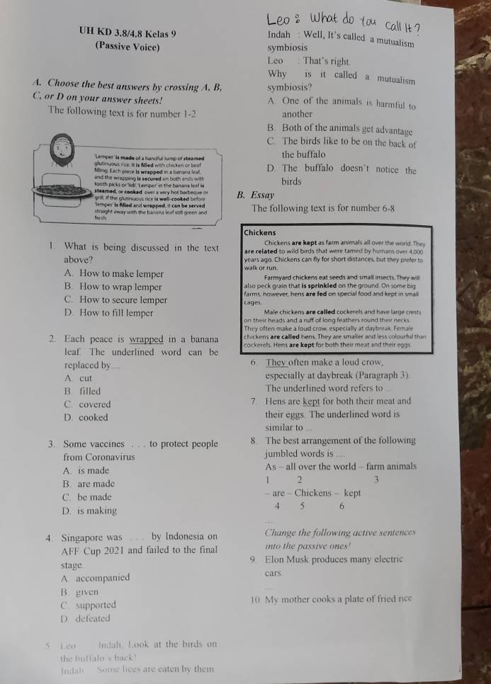 UH KD 3.8/4.8 Kelas 9
Indah : Well, It’s called a mutualism
(Passive Voice) symbiosis
Leo : That's right.
Why is it called a mutualism
A. Choose the best answers by crossing A. B, symbiosis?
C. or D on your answer sheets! A. One of the animals is harmful to
The following text is for number 1-2 another
B. Both of the animals get advantage
C. The birds like to be on the back of
Lemper'' is made of a hanuful lump of steemed the buffalo
glutmuous rice. It is filled with chicken or beet
ffling. Each piece Is wrapped in a banana leaf, D. The buffalo doesn't notice the
and the wrapping is secured on both ends witf
tooth picks of 'lidi, t emper' in the banana leaf is birds
steamed, or cooked over a very hot barbeque o B. Essay
grifl, If the glutinuous rice is well-cooked before
emper is Mled and wrapped, It can be served
fresh straight away with the banans leaf still green and The following text is for number 6-8
Chickens
Chickens are kept as farm animals all over the world. They
1. What is being discussed in the text are related to wild birds that were tamed by humans over 4 000
above? years ago. Chickens can fly for short distances, but they prefer to
A. How to make lemper walk or run. Farmyard chickens eat seeds and small insects. They will
B. How to wrap lemper also peck grain that is sprinkled on the ground. On some big
C. How to secure lemper farms, however, hens are fed on special food and kept in smal
cages
D. How to fill lemper Male chickens are called cockerels and have large crest
on their heads and a ruff of long feathers round their necks
They often make a loud crow, especially at daybrrak. Female
chickens are called hens. They are smailer and less colourful than
2. Each peace is wrapped in a banana cockerels. Hens are kept for both their meat and their eggs
leaf The underlined word can be
replaced by . - ., 6 They often make a loud crow
A. cut especially at daybreak (Paragraph 3)
B. filled The underlined word refers to
C. covered 7 Hens are kept for both their meat and
D. cooked their eggs. The underlined word is
similar to ...
3. Some vaccines . . . to protect people 8. The best arrangement of the following
from Coronavirus jumbled words is ....
A. is made As - all over the world - farm animals
B. are made
1 2 3
C. be made - are - Chickens - kept
D. is making
4 5 6
4. Singapore was . . by Indonesia on Change the following active sentences
AFF Cup 2021 and failed to the final into the passive ones!
stage 9 Elon Musk produces many electric
A accompanied
cars.
B. given
C supported 10 My mother cooks a plate of fried rice
D defeated
5 Lco Indah. Look at the birds on
the buffalo s back'
Indah Some lices are eaten by them