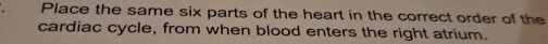 Place the same six parts of the heart in the correct order of the 
cardiac cycle, from when blood enters the right atrium.