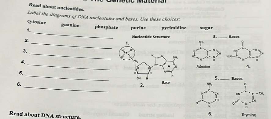 Nétic Materal
Read about nucleotides.
Label the diagrams of DNA nucleotides and bases. Use these choices:
_
cytosine guanine phosphate
1. purine pyrimidine sugar
Nucleotide Structure 3. _Bases
_
2.
3.
_ 
 
_
4.
Adenine 4.
_
5.
5. _Bases
6.
_
2. Base
 
Read about DNA structure
6. Thymine