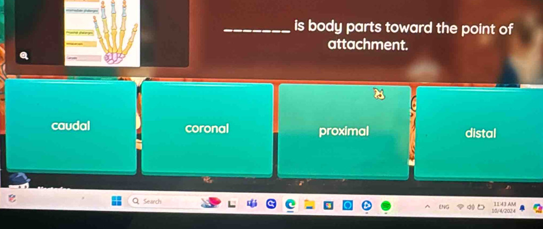 is body parts toward the point of
attachment.
caudal coronal
proximal distal
ENG 11:43A M
Search 10/4/2024