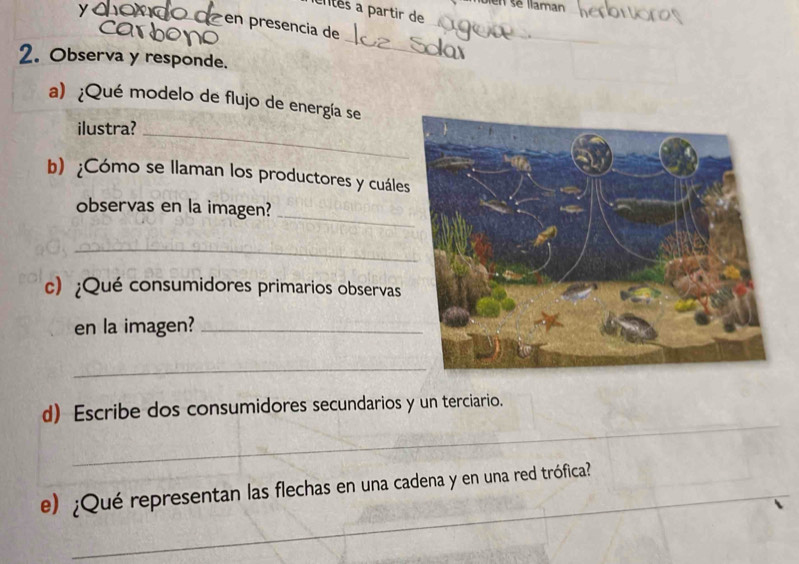 len se llaman 
cltés à partir de 
en presencia de 
2. Observa y responde. 
_ 
a) ¿Qué modelo de flujo de energía se 
ilustra?_ 
b) ¿Cómo se llaman los productores y cuále 
_ 
observas en la imagen? 
_ 
c) ¿Qué consumidores primarios observas 
en la imagen?_ 
_ 
_ 
d) Escribe dos consumidores secundarios y un terciario. 
_ 
e) ¿Qué representan las flechas en una cadena y en una red trófica?